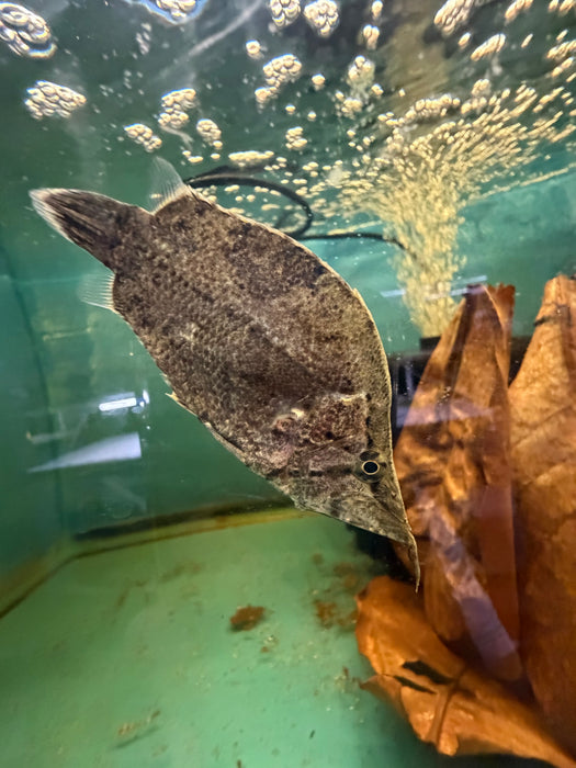 Leaf Fish
