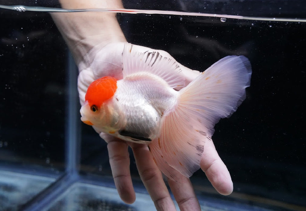 Tricolor Oranda 4”-5” #125-20