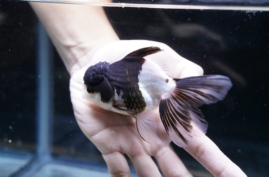 Panda Oranda 3.5”-4” #43-05