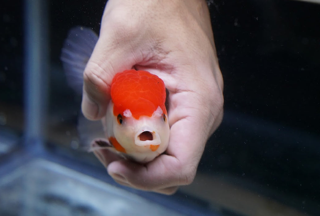 Tricolor Oranda 4”-5” #125-20