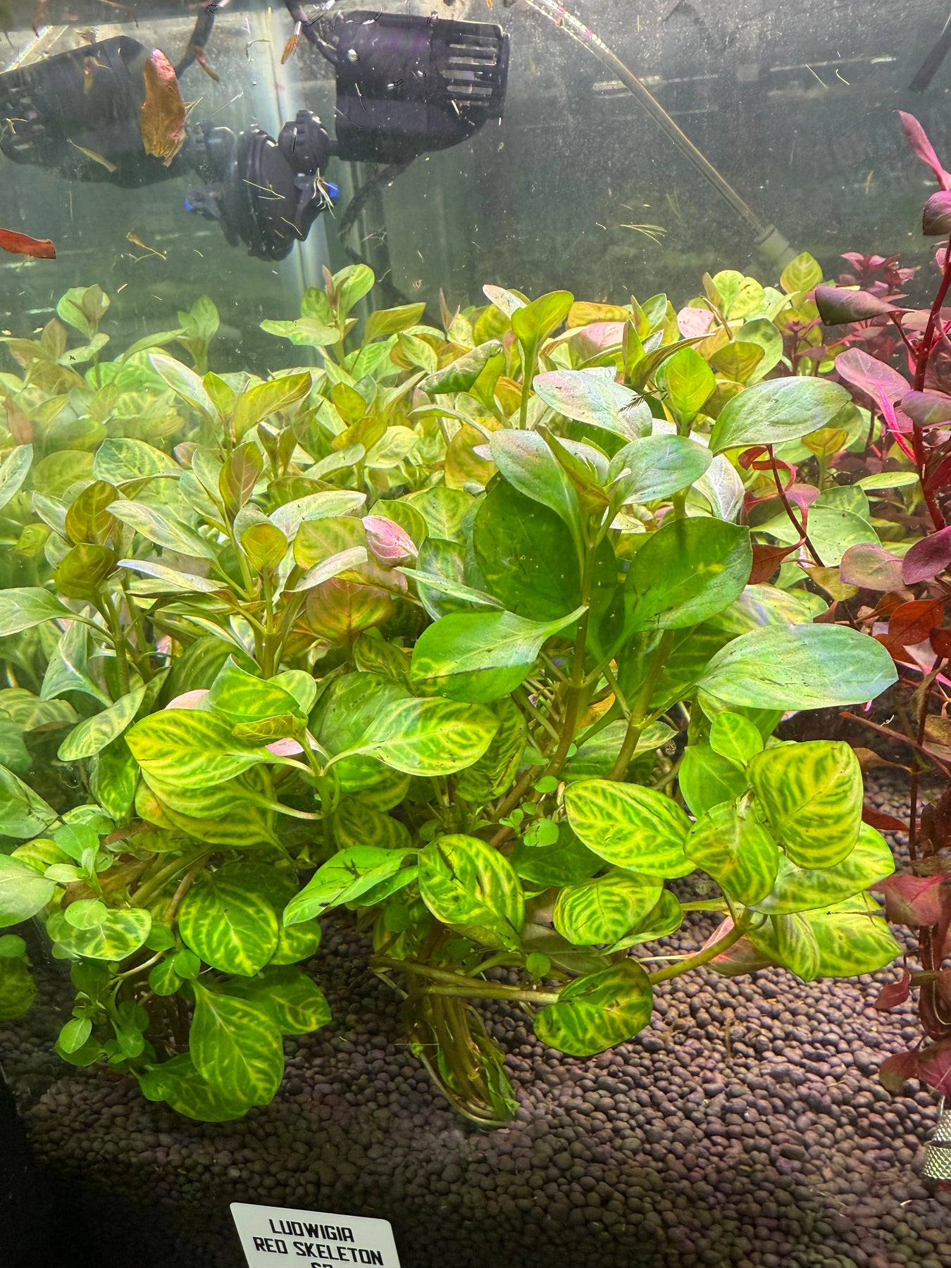 Aquatic Plants
