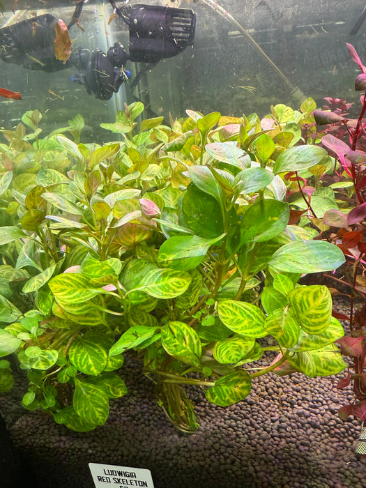 Ludwigia Red Skeleton