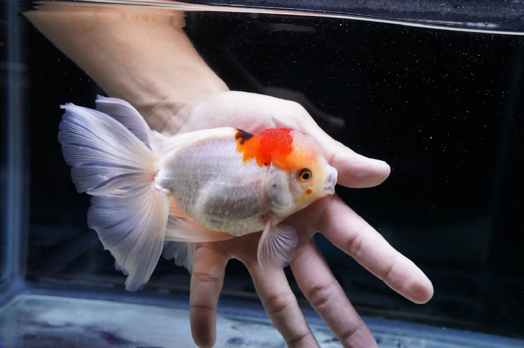 Tricolor Oranda 4”-5” #180-16