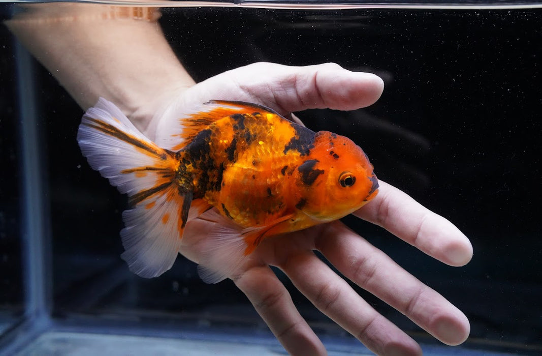 Tiger Oranda 4”-5” #180-23