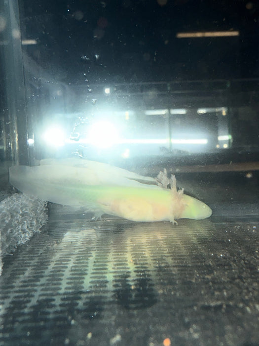 GFP Albino Axolotl