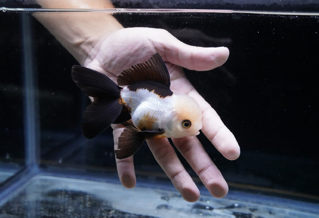 Panda Oranda 3.5”-4” #43-01