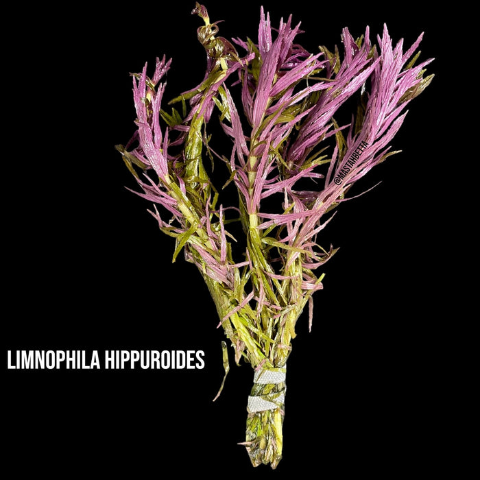 Limnophila Hippuroides