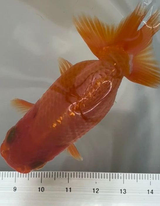 Top View Japanese Ranchu #1