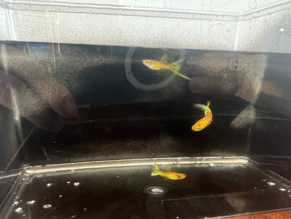 Yellow Lace Double Sword Guppy