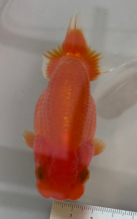 Top View Japanese Ranchu #6