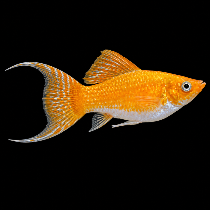 Creamsicle Lyretail Molly
