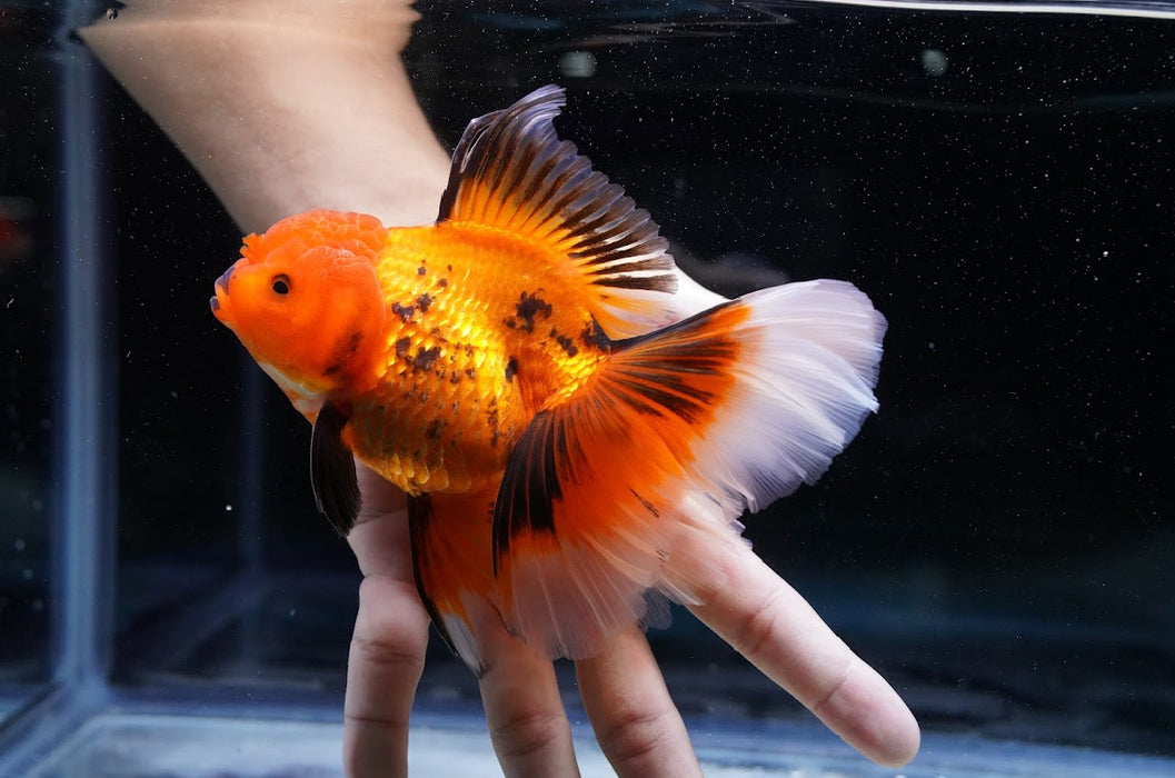 Tricolor Oranda 4”-5” #180-15