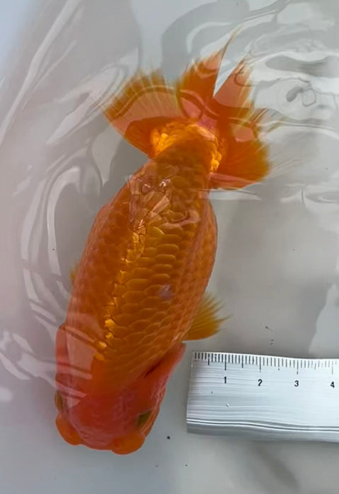 Top View Japanese Ranchu #3