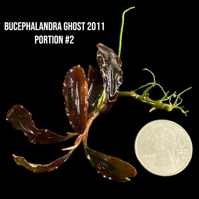 Bucephalandra Ghost 2011 (Locally Grown Submerged) #2