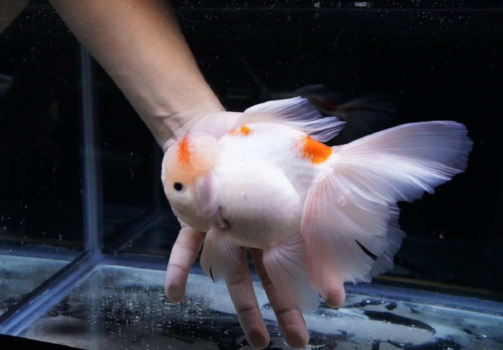 Tricolor Oranda 7” #44-02