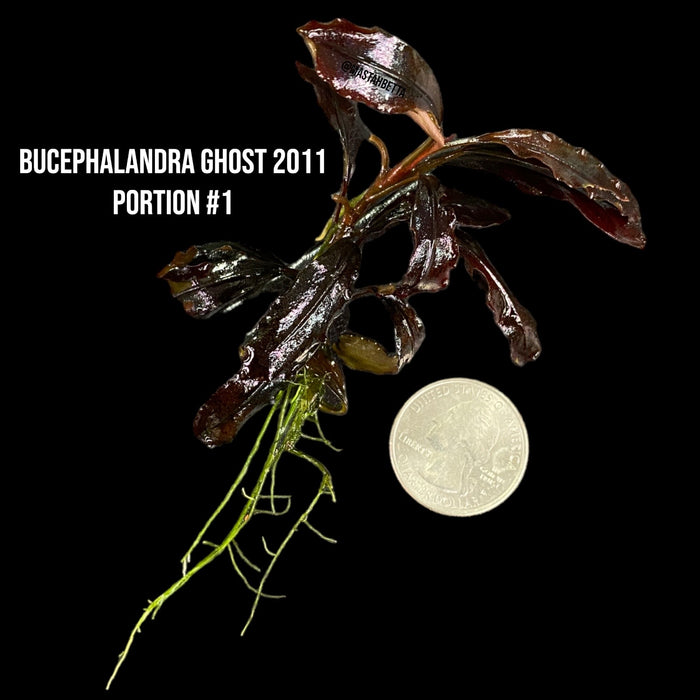 Bucephalandra Ghost 2011 (Locally Grown Submerged) #1