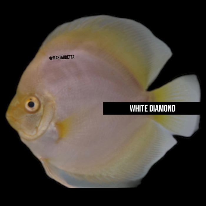 White Diamond Discus