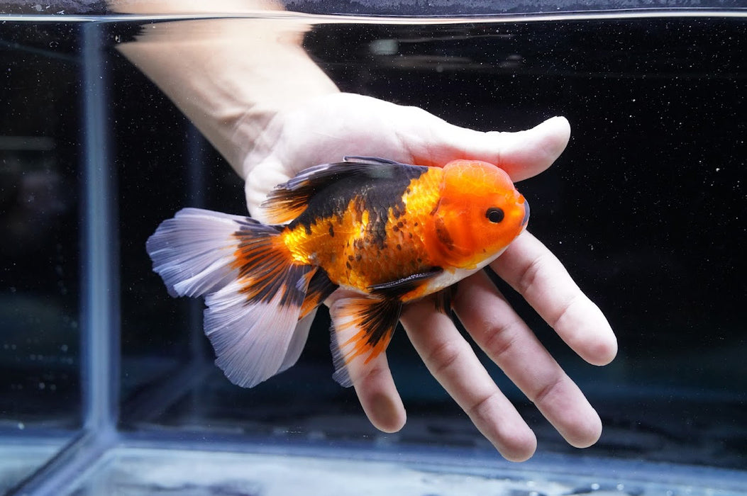 Tricolor Oranda 4”-5” #180-14