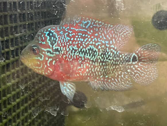 Super Red Dragon Flowerhorn