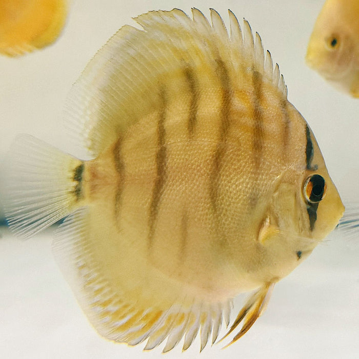 Yellow Brown Discus