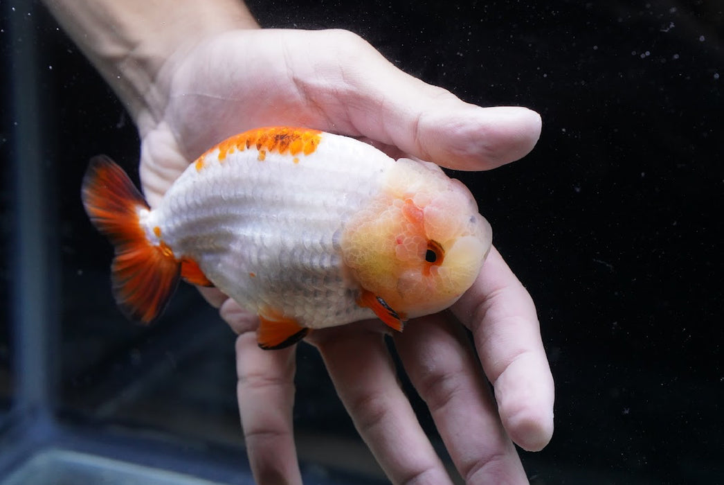 Tricolor Ranchu 3.5”-4” #46-03