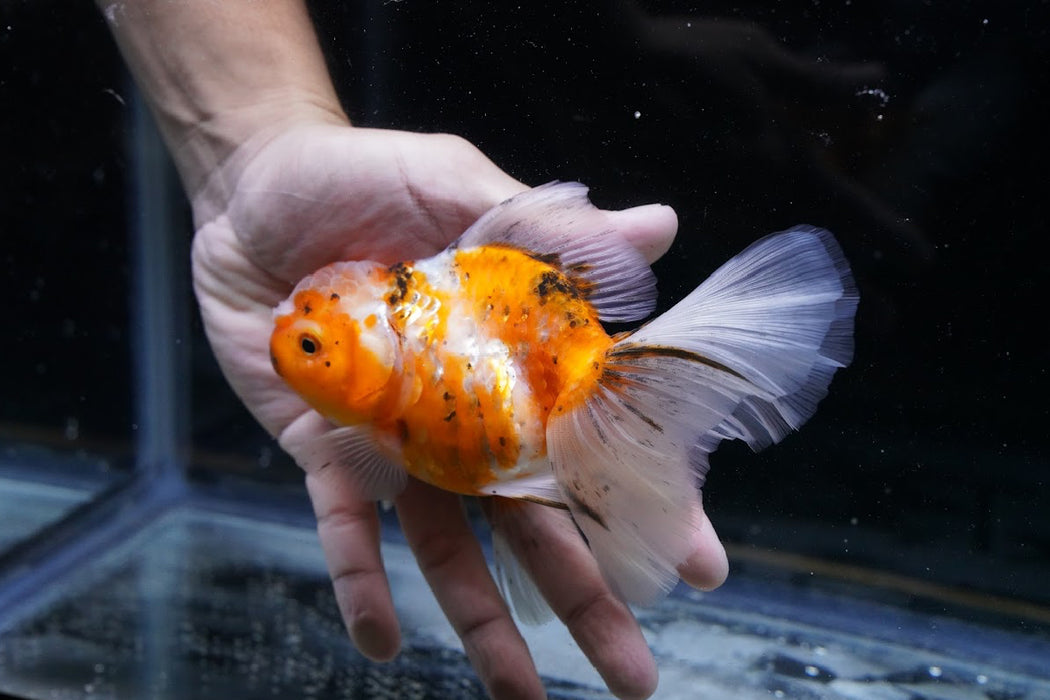 Tiger Oranda 4”-5” #125-17