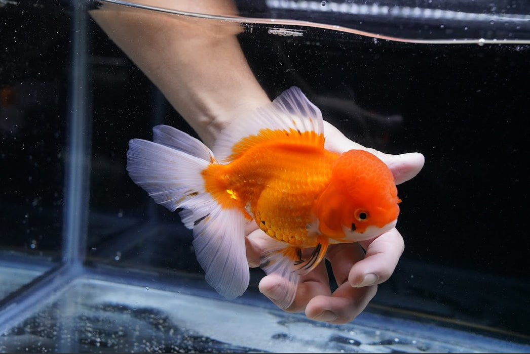 Tricolor Oranda 4”-5” #125-09