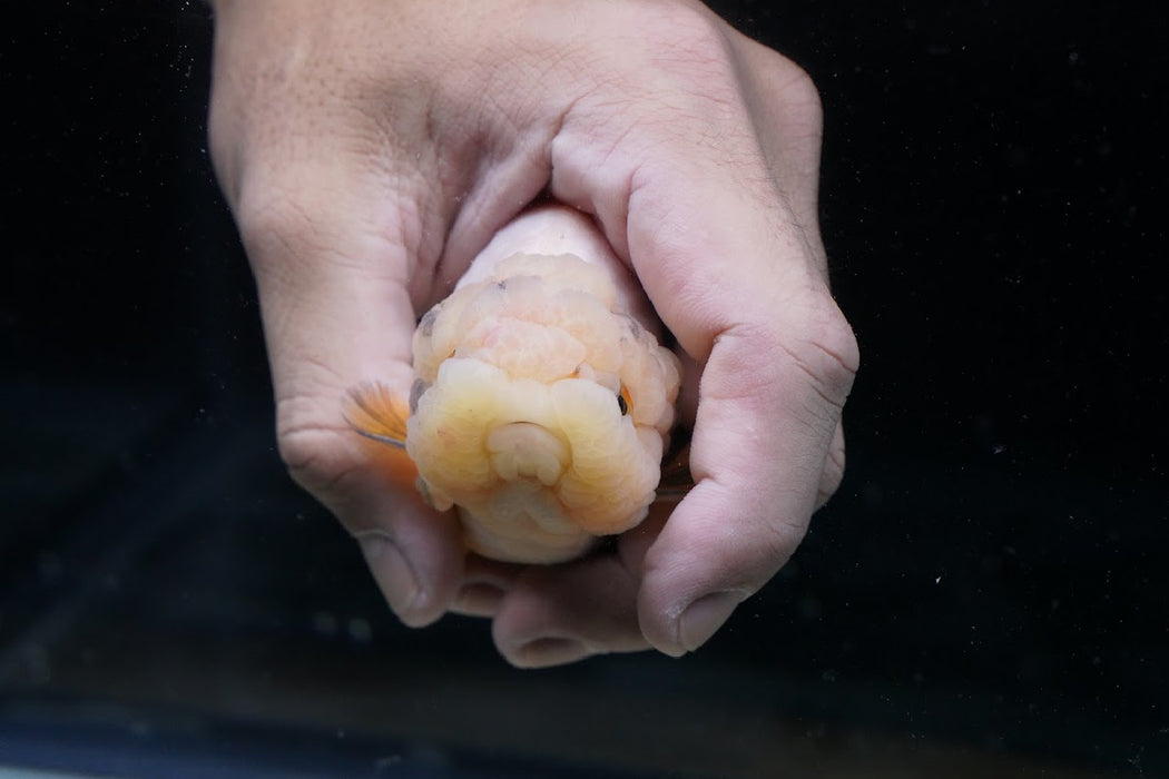 Tricolor Ranchu 3.5”-4” #46-02