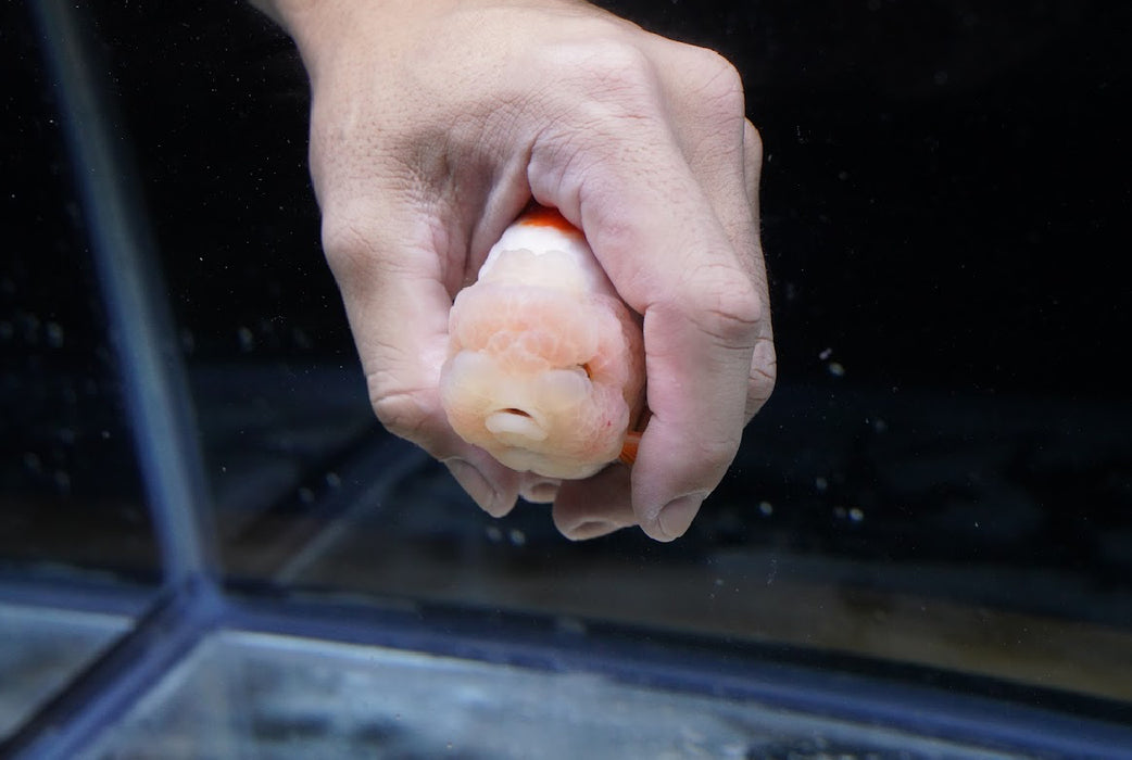 Red/White Ranchu 3.5”-4” #46-06