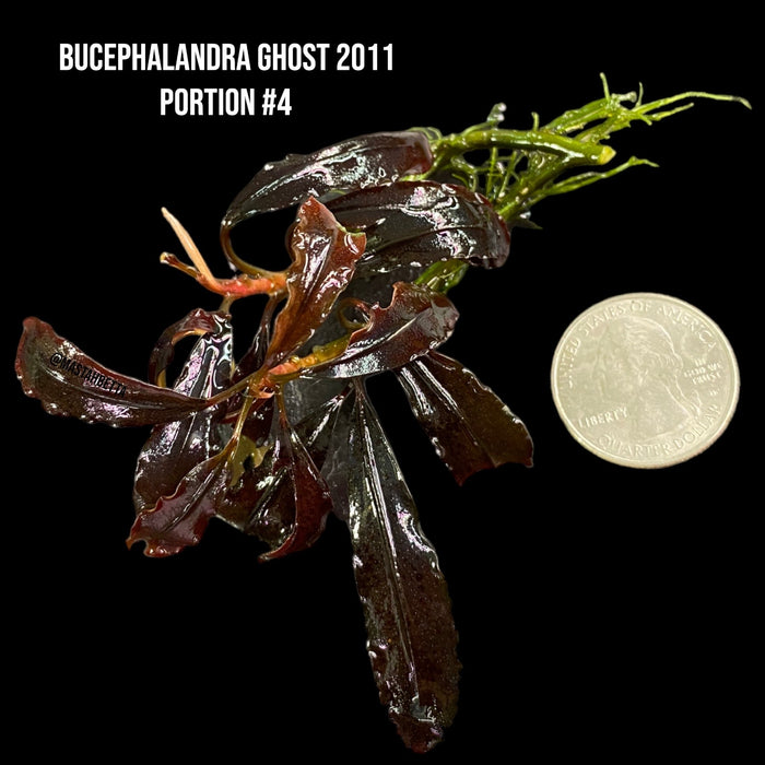Bucephalandra Ghost 2011 (Locally Grown Submerged) #4
