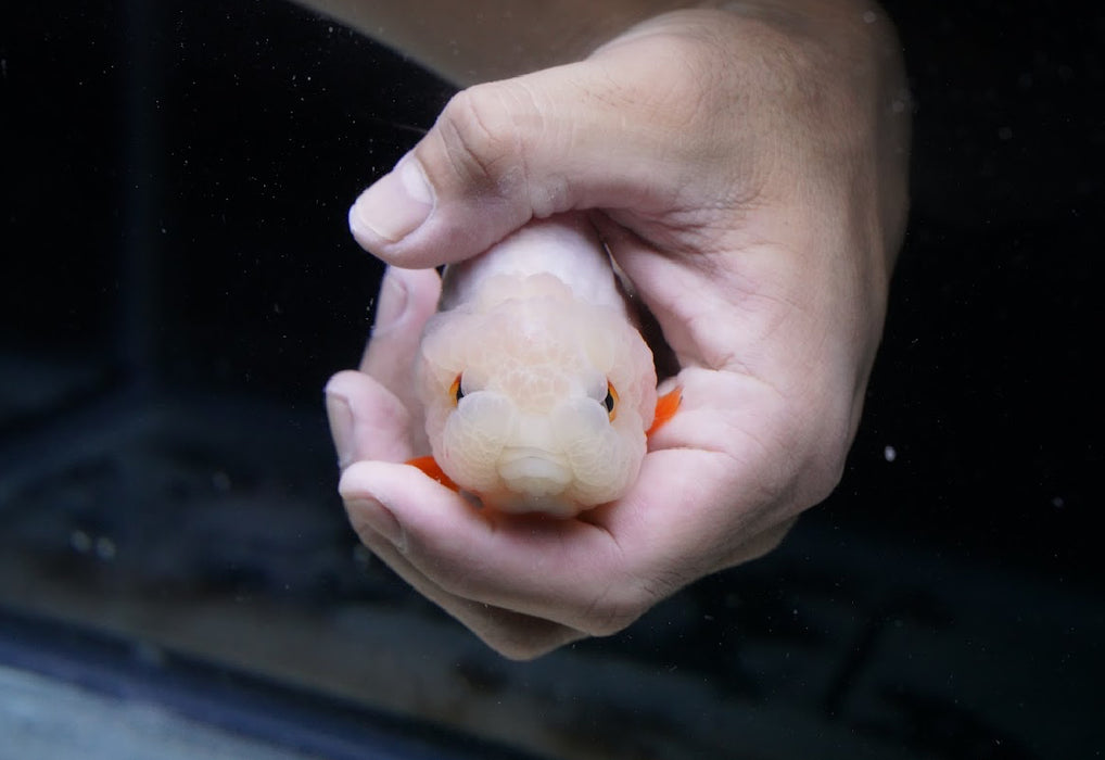 Red/White Ranchu 3.5”-4” #46-08