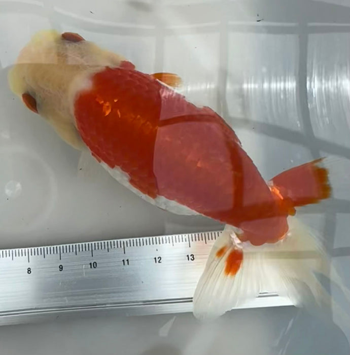 Top View Japanese Ranchu #4