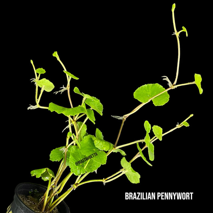 Brazilian Pennywort