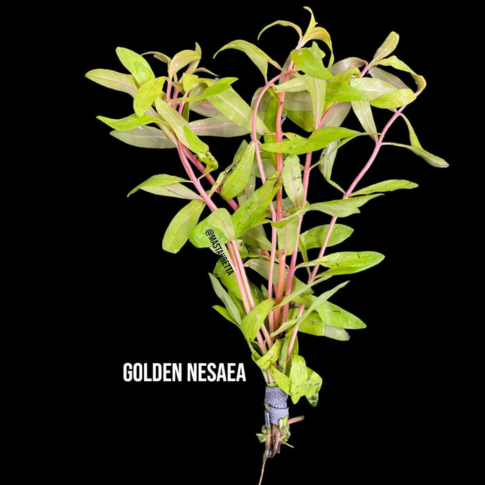 Golden Nesaea