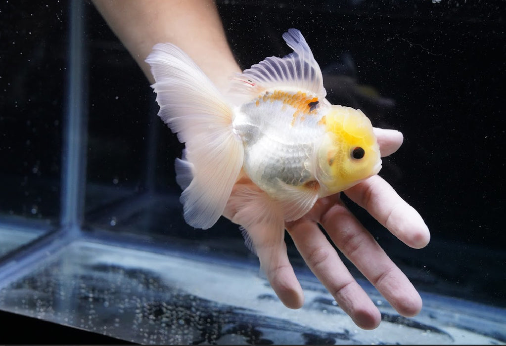 Lemon Head Oranda 4”-5” #125-10