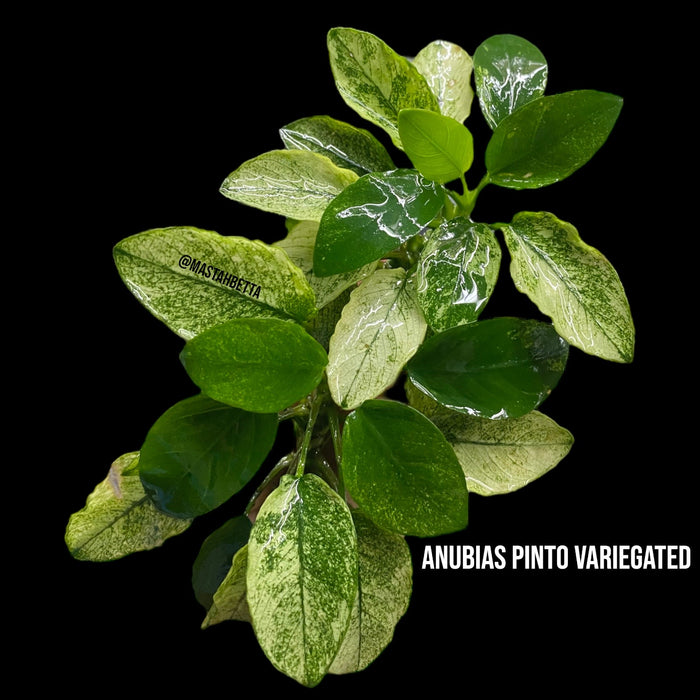 Anubias Pinto Variegated