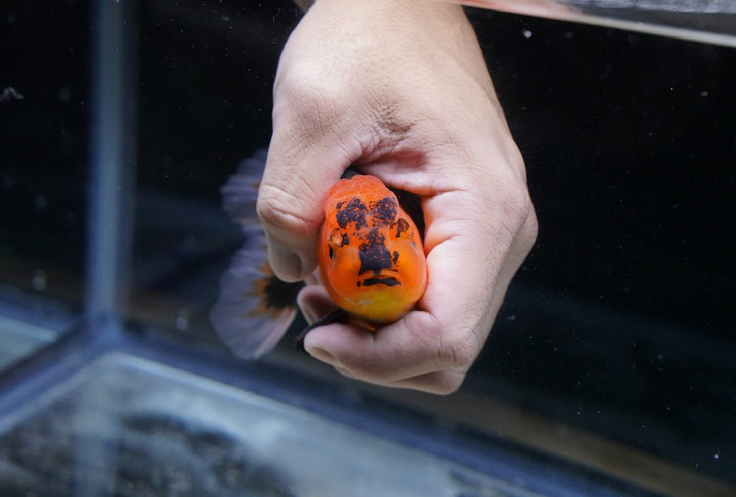 Tricolor Oranda 4”-5” #125-19