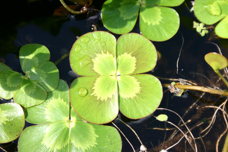 Variegated Water Clover