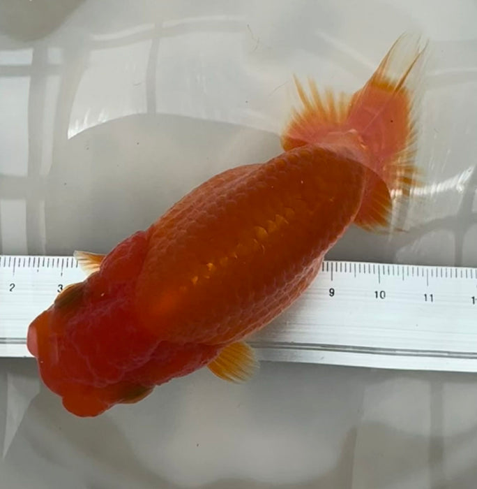 Top View Japanese Ranchu #6