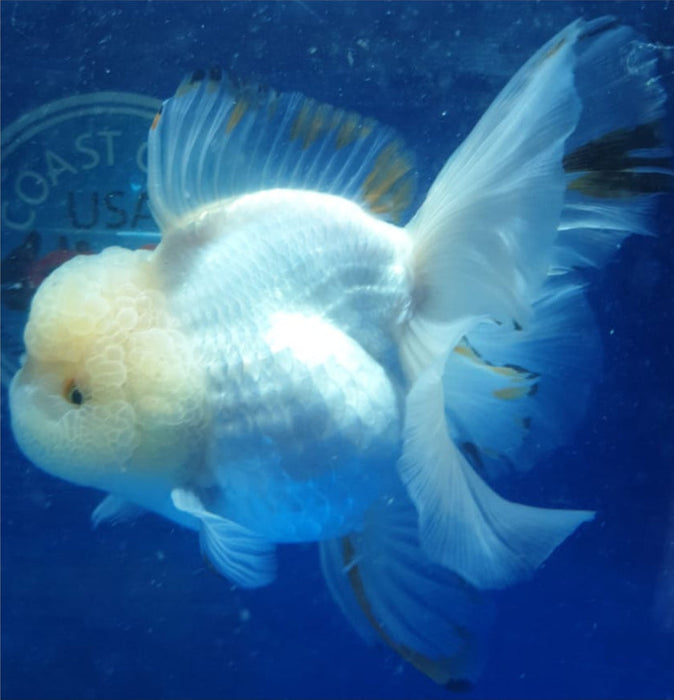 Short Body White Oranda