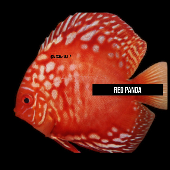 Red Panda Discus