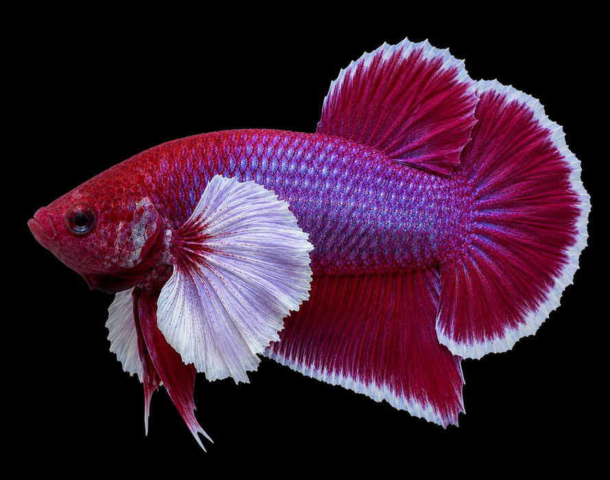 Dumbo Lavender Male Plakat