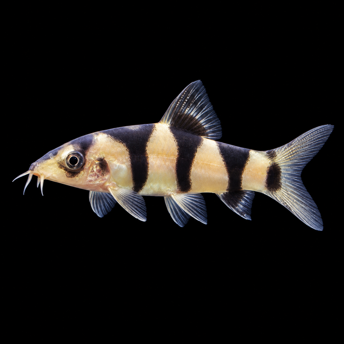 Clo-Yo Loach (Clown Loach x Yoyo Loach Hybrid)