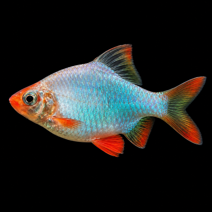Platinum Green Tiger Barb