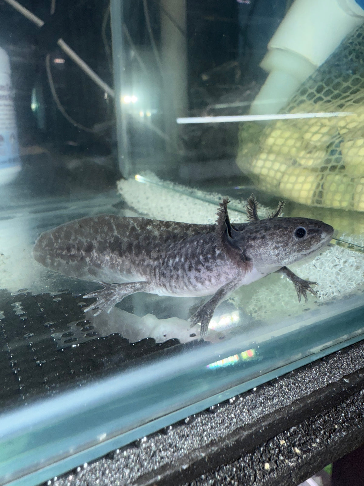 Axanthic Axolotl — Mastah Betta