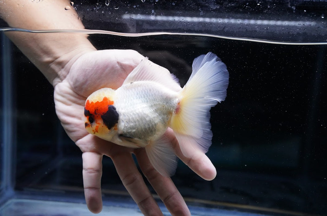 Tricolor Oranda 4”-5” #180-22