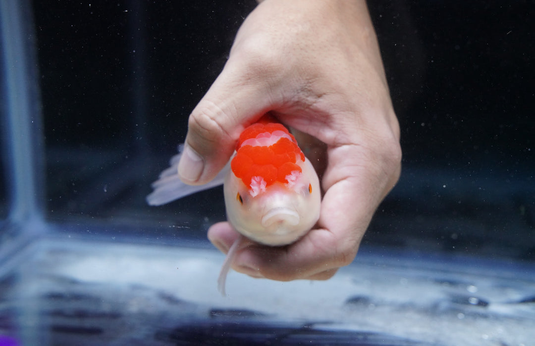 Red/White Oranda 4”-5” #180-05