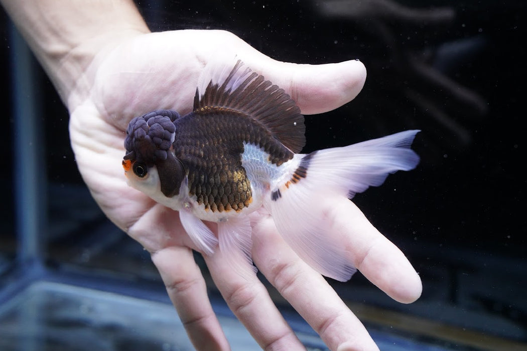 Tricolor Oranda 3.5”-4” #43-06