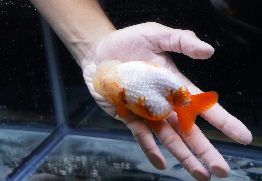 Red/White Ranchu 3.5”-4” #46-01
