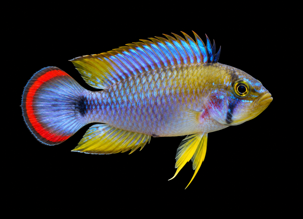 Apistogramma Pandurini